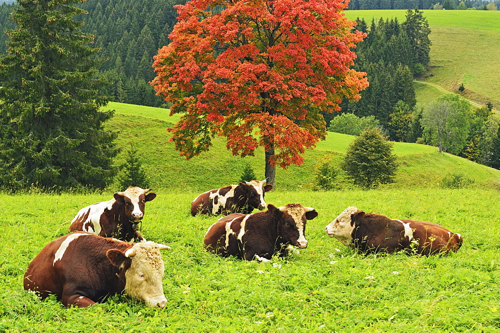 Bulls on pasture and maple tree, Black Forest, Schwarzwald-Baar, Baden-Wurttemberg, Germany, Europe