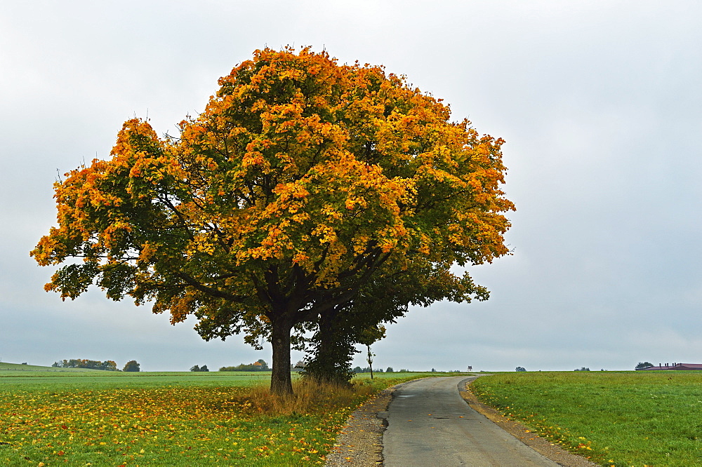 Maple tree with autumn colors, near Villingen-Schwenningen, Black Forest, Schwarzwald-Baar, Baden-Wurttemberg, Germany, Europe