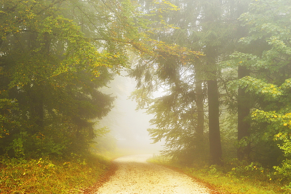 Autumn scene in morning fog, Swabian Alb, Baden-Wurttemberg, Germany, Europe