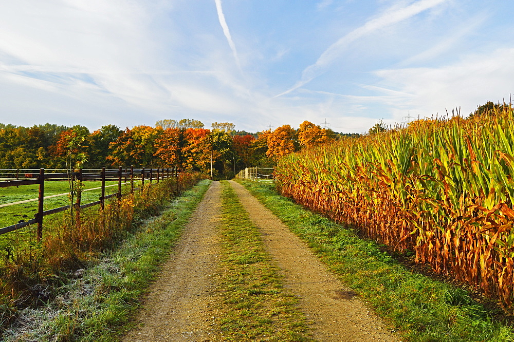 Rural autumn scene, near Villingen-Schwenningen, Baden-Wurttemberg, Germany, Europe