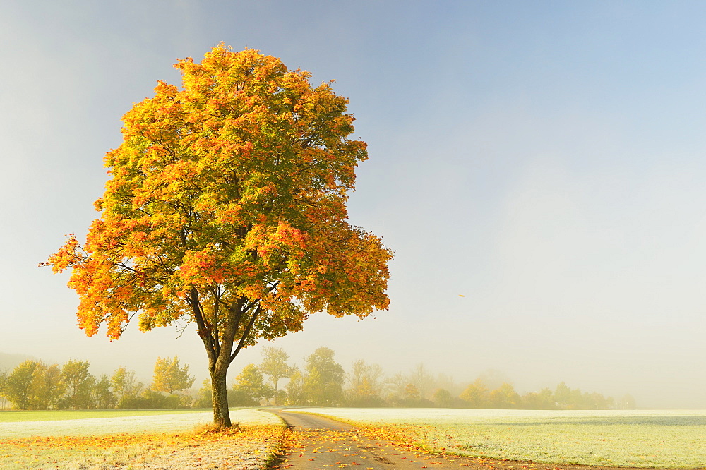 Maple tree and morning fog in autumn, near Villingen-Schwenningen, Baden-Wurttemberg, Germany, Europe