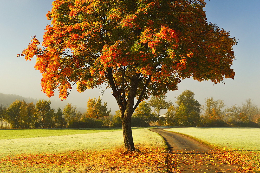 Maple tree and morning fog in autumn, near Villingen-Schwenningen, Baden-Wurttemberg, Germany, Europe