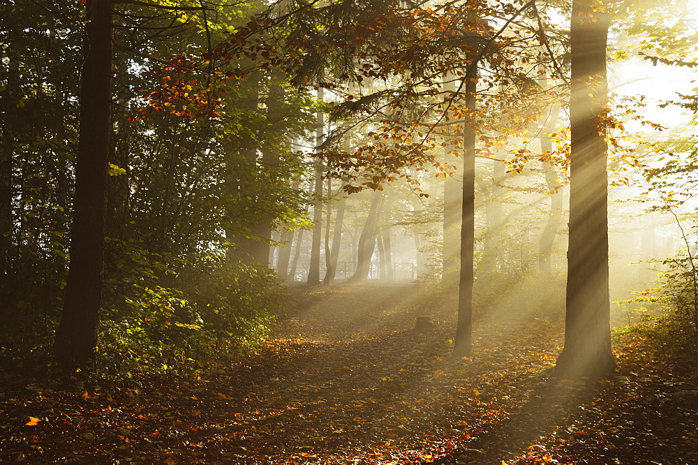 Morning fog in forest, Donautal (Danube Valley), near Beuron, Baden-Wurttemberg, Germany, Europe