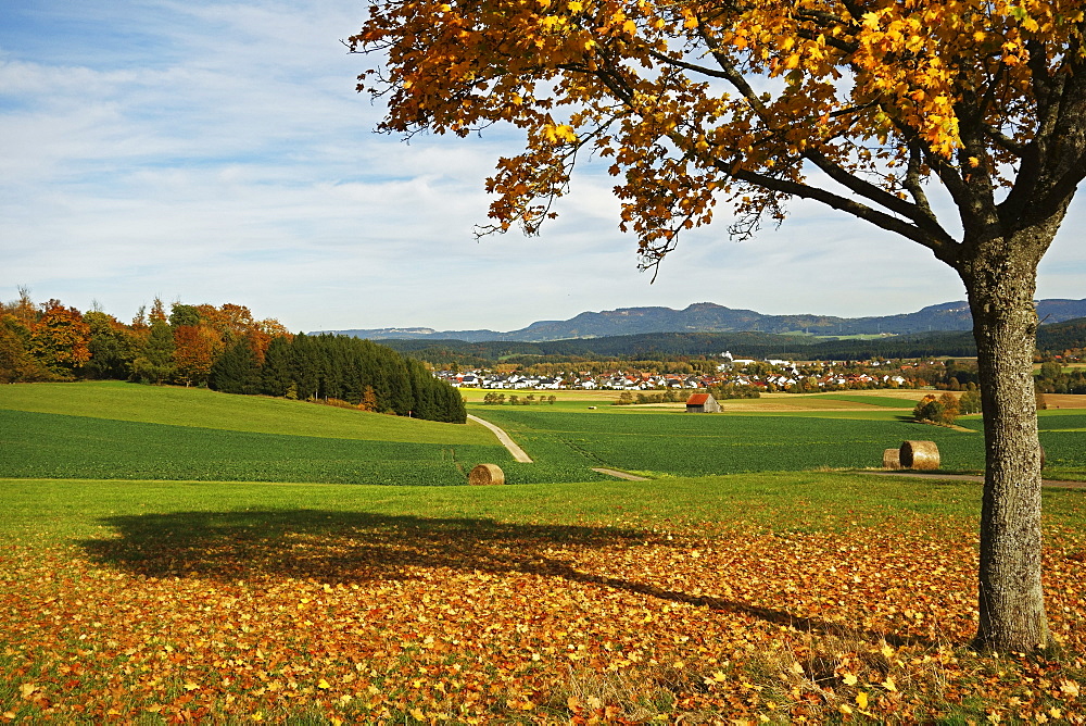 Rural autumn scene with Lauffen village, near Villingen-Schwenningen, Black Forest, Schwarzwald-Baar, Baden-Wurttemberg, Germany, Europe