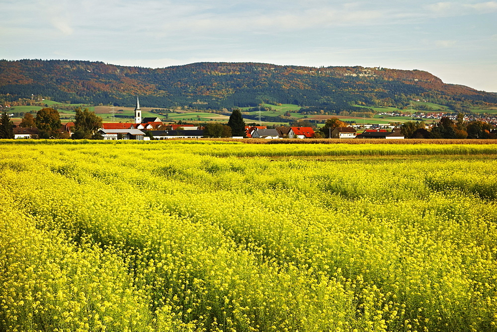 Canola field, Aixheim village and Klippeneck in the background, Schwarzwald-Baar, Baden-Wurttemberg, Germany, Europe