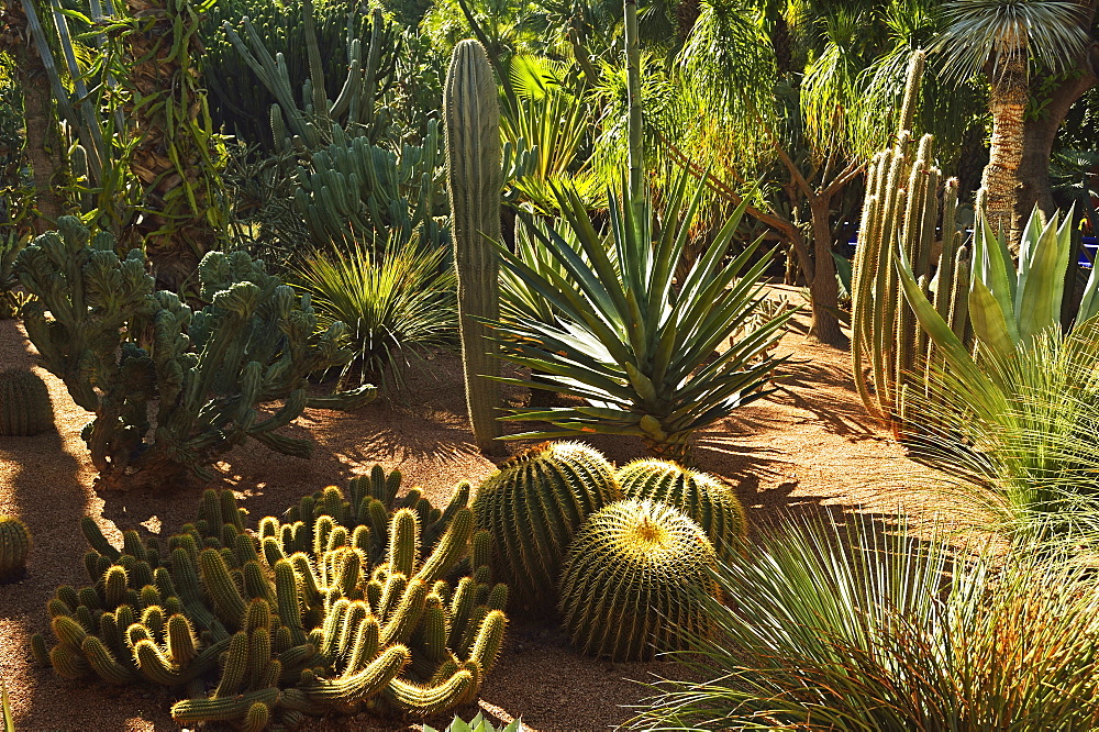 The Majorelle Gardens, Marrakesh, Morocco, North Africa, Africa