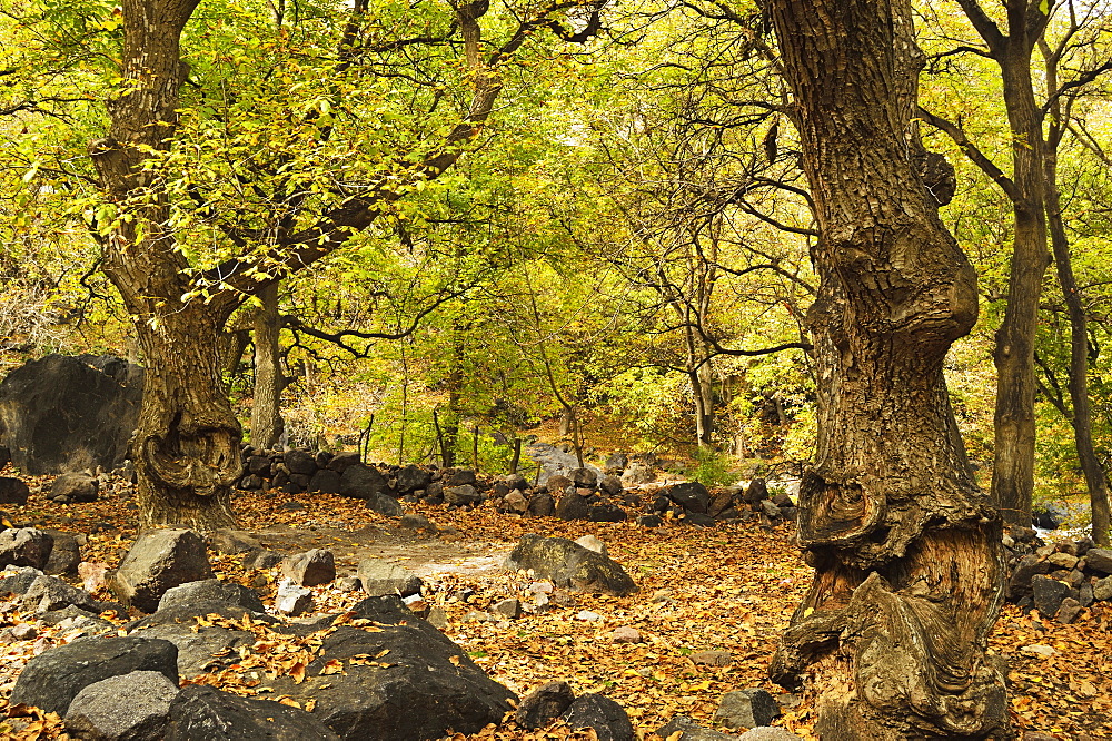 Forest near Imlil village, Toubkal mountains, High Atlas, Morocco, North Africa, Africa