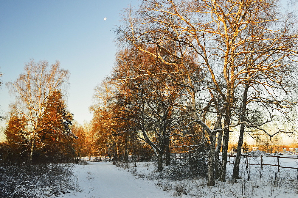 Winter scene, Schwenninger Moos nature reserve, Villingen-Schwenningen, Baden-Wurttemberg, Germany, Europe