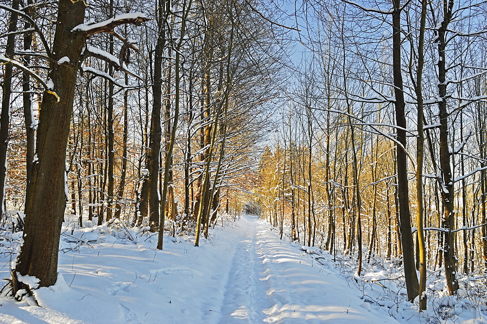 Rural winter scene, near Villingen-Schwenningen, Schwarzwald-Baar, Baden-Wurttemberg, Germany, Europe