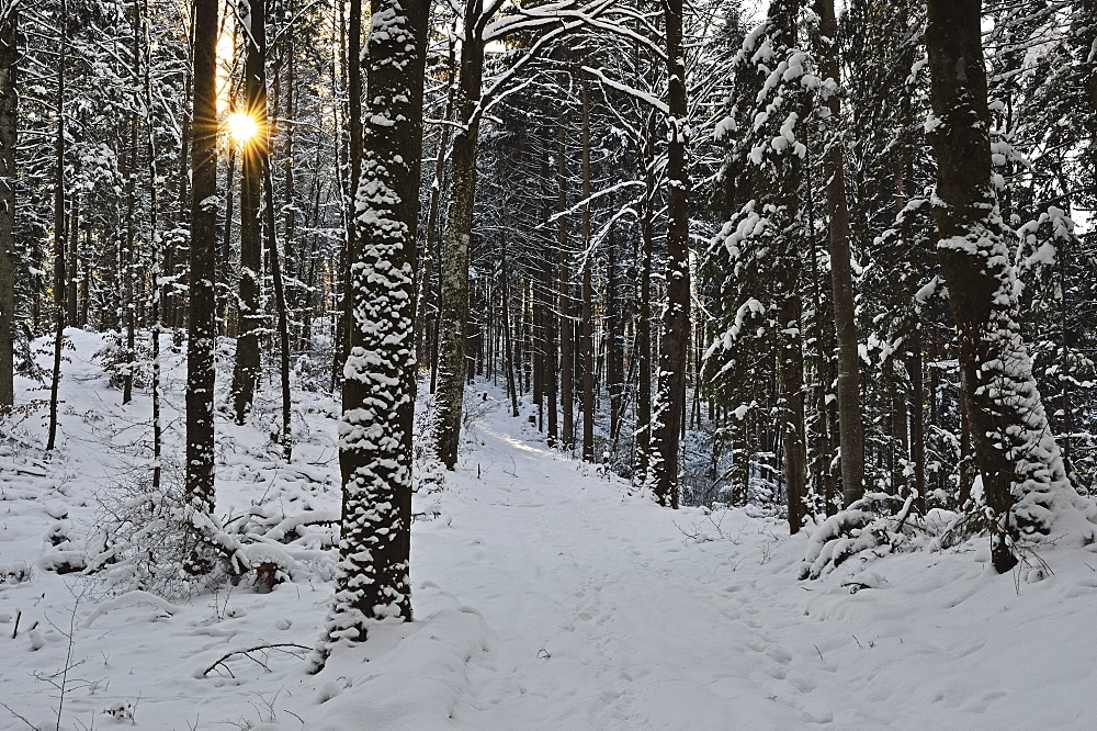 Rural winter scene, near Villingen-Schwenningen, Schwarzwald-Baar, Baden-Wurttemberg, Germany, Europe