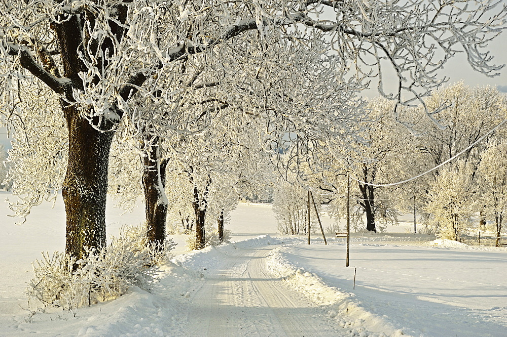 Beech trees with hoar frost, near Villingen-Schwenningen, Schwarzwald-Baar, Baden-Wurttemberg, Germany, Europe