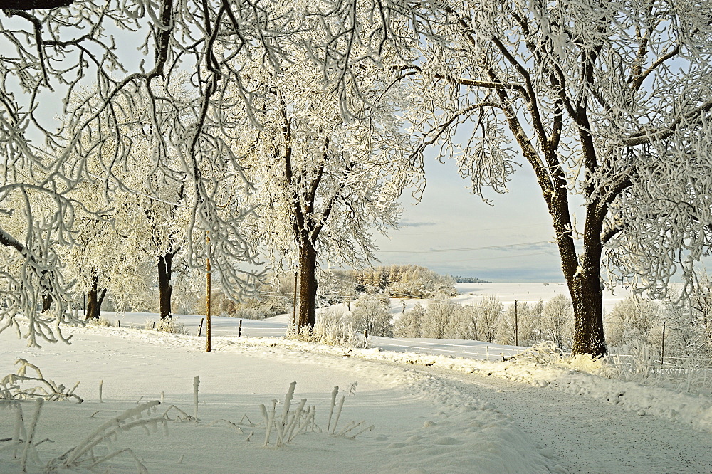 Beech trees with hoar frost, near Villingen-Schwenningen, Schwarzwald-Baar, Baden-Wurttemberg, Germany, Europe