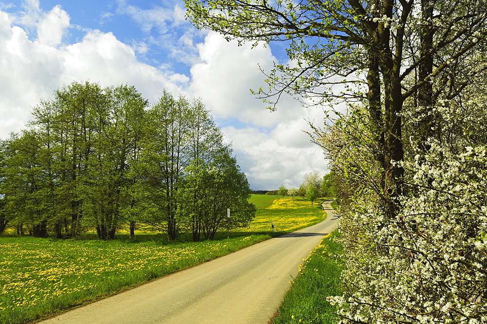 Rural scene in spring, Vogtland, Saxony, Germany, Europe 