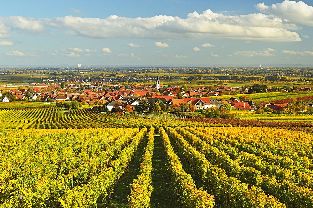 Vineyard landscape and Maikammer village, German Wine Route, Rhineland-Palatinate, Germany, Europe