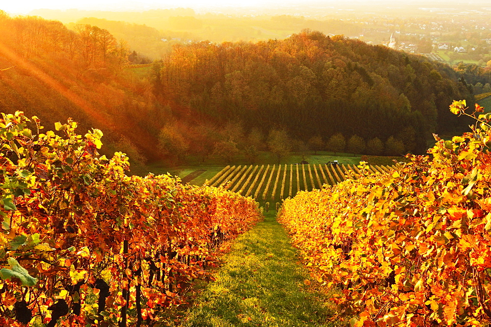 Vineyard landscape, Ortenau, Baden Wine Route, Baden-Wurttemberg, Germany, Europe