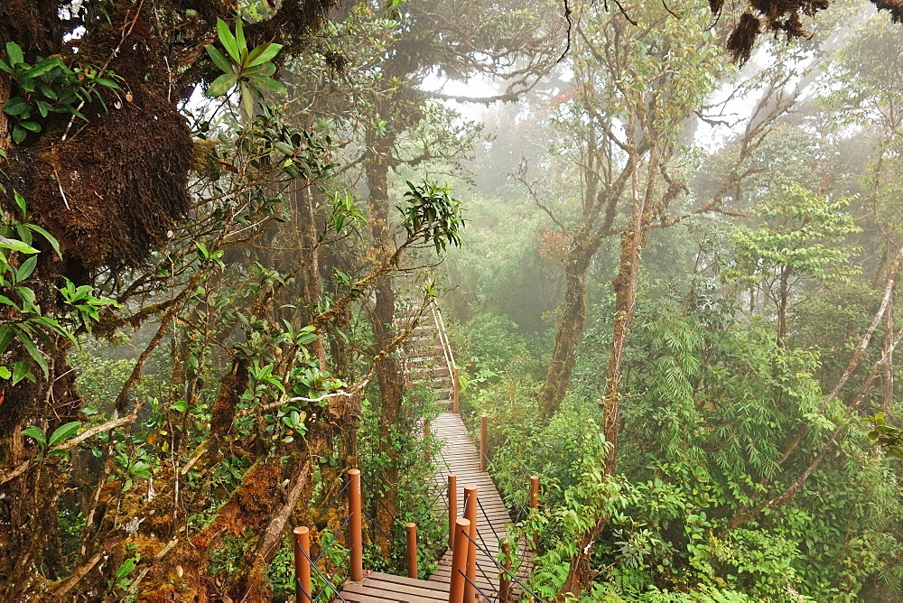 The Mossy Forest, Gunung Brinchang, Cameron Highlands, Pahang, Malaysia, Southeast Asia, Asia