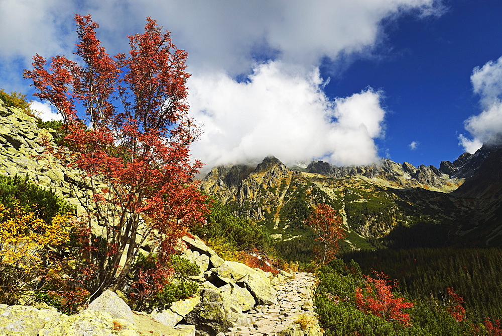 Footpath in the Strbske Pleso area, High Tatras (Vysoke Tatry), Slovakia, Europe