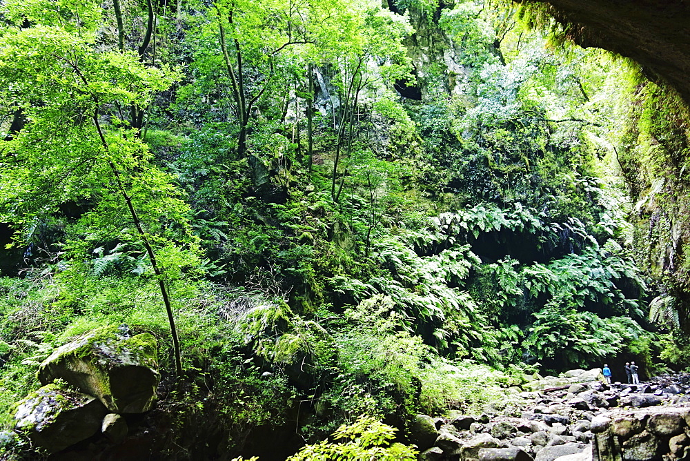 Laurel forest, Los Tilos Biosphere Reserve, La Palma, Canary Islands, Spain, Europe