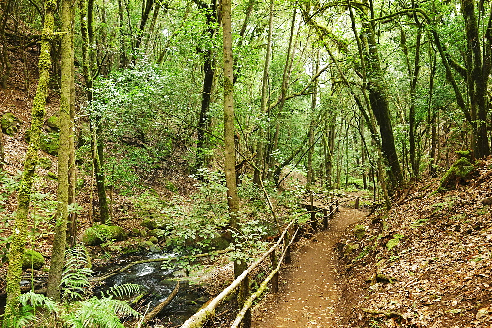 Laurel forest, Parque Nacional de Garajonay, UNESCO World Heritage Site, La Gomera, Canary Islands, Spain, Europe