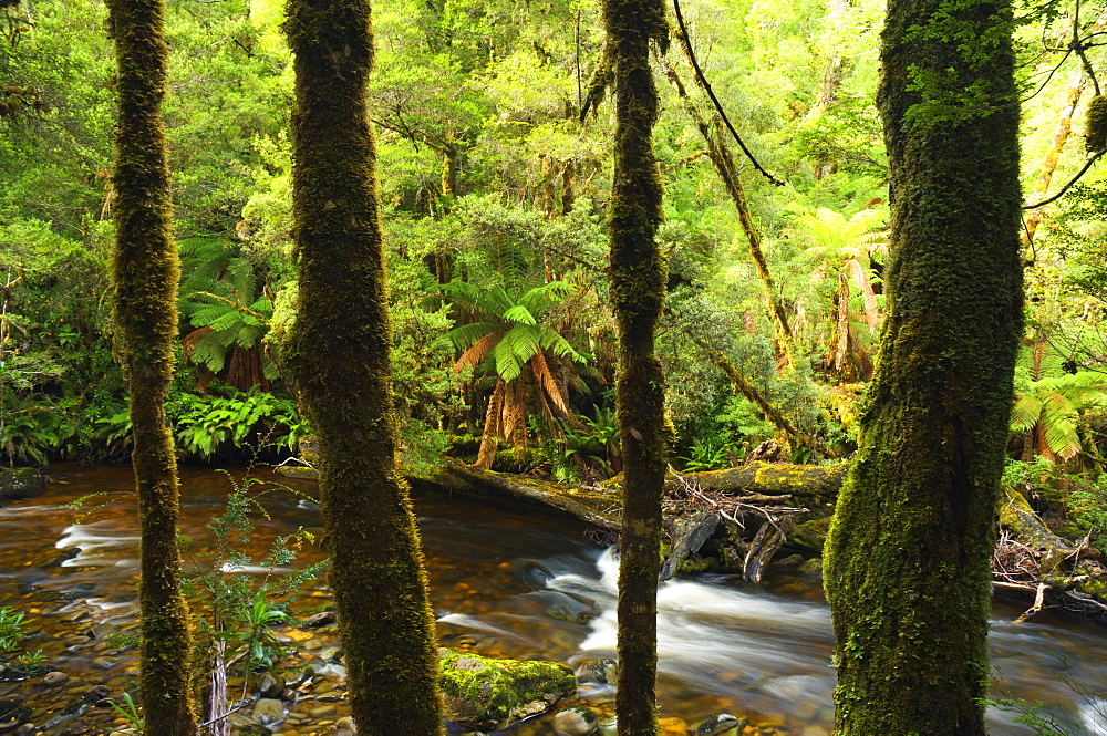 Rainforest and Surprise River, Franklin-Gordon Wild Rivers National Park, Tasmania, Australia, Pacific