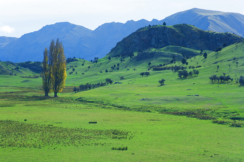 Pasture, Wanaka, Central Otago, South Island, New Zealand, Pacific