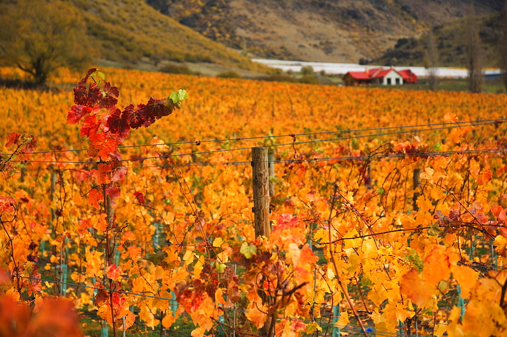 Vineyard, Queenstown, Central Otago, South Island, New Zealand, Pacific