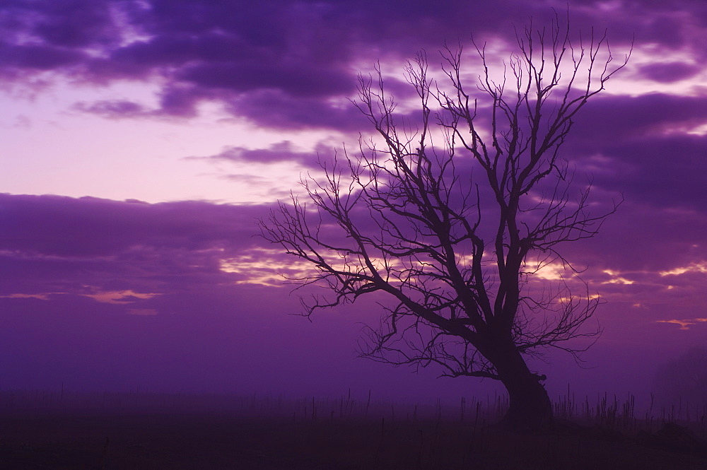 Tree, Alexandra, Central Otago, South Island, New Zealand, Pacific