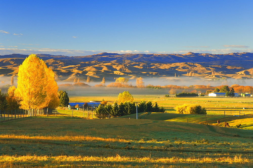 Farmland, Alexandra, Central Otago, South Island, New Zealand, Pacific