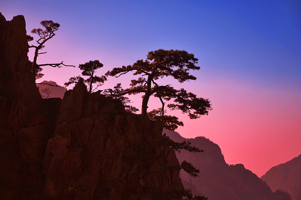 Pine trees, White Cloud scenic area, Huang Shan (Mount Huangshan) (Yellow Mountain), UNESCO World Heritage Site, Anhui Province, China, Asia