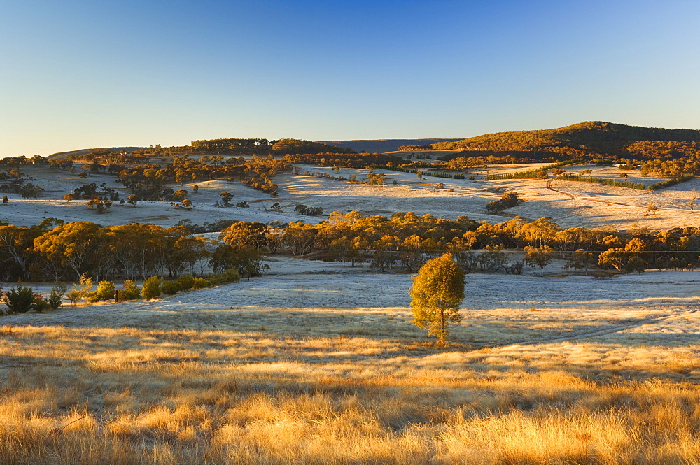 Field and hoar frost, Great Dividing Range, near Goulburn, New South Wales, Australia, Pacific