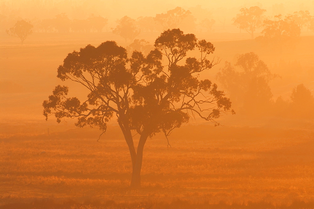 Eucalyptus tree and morning fog, Carroll, New South Wales, Australia, Pacific