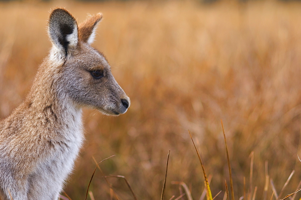 Eastern grey kangaroo, Kosciuszko National Park, New South Wales, Australia, Pacific