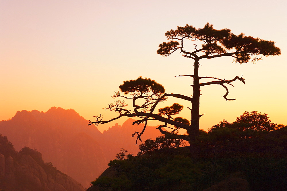 Pine tree, White Cloud scenic area, Huang Shan (Yellow Mountain), UNESCO World Heritage Site, Anhui Province, China, Asia