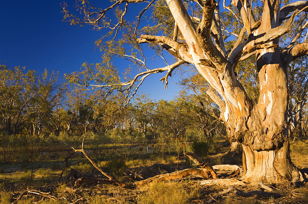 River red gum tree, Hattah-Kulkyne National Park, Victoria, Australia, Pacific