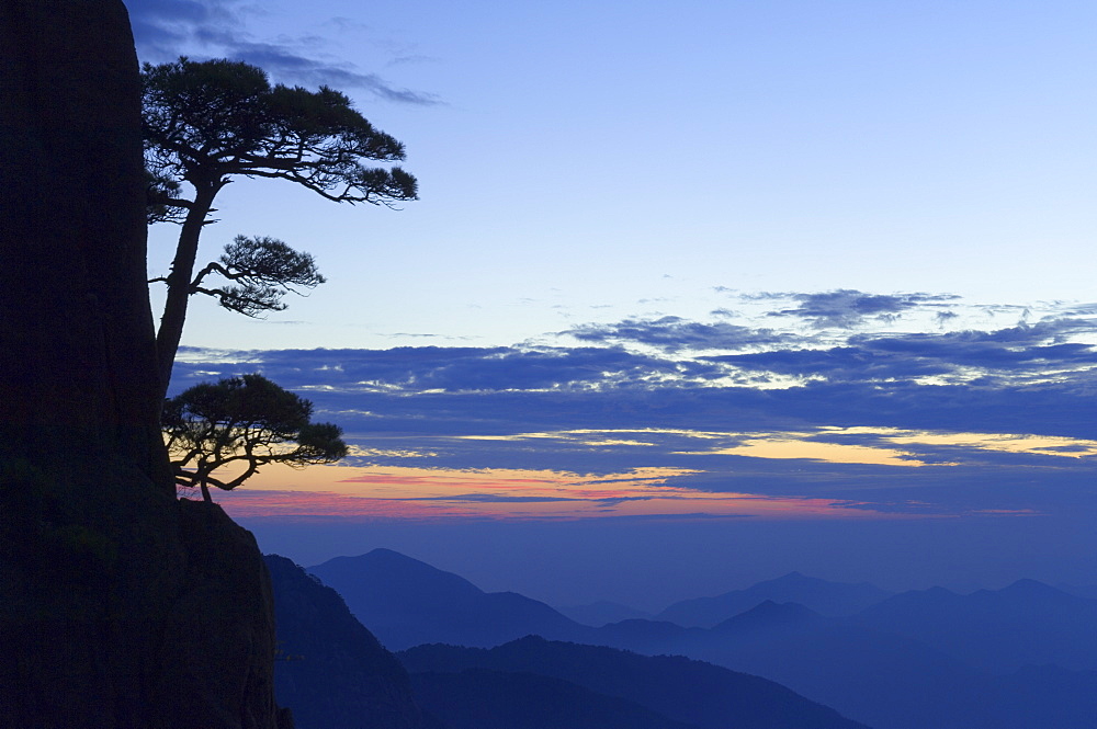 Silhouette of pine tree, White Cloud scenic area, Huang Shan (Mount Huangshan) (Yellow Mountain), UNESCO World Heritage Site, Anhui Province, China, Asia