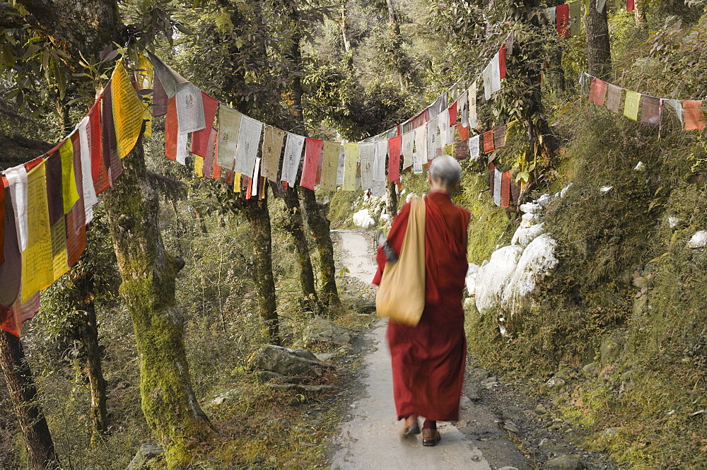 Buddhist monk walking down path, McLeod Ganj, Dharamsala, Himachal Pradesh state, India, Asia