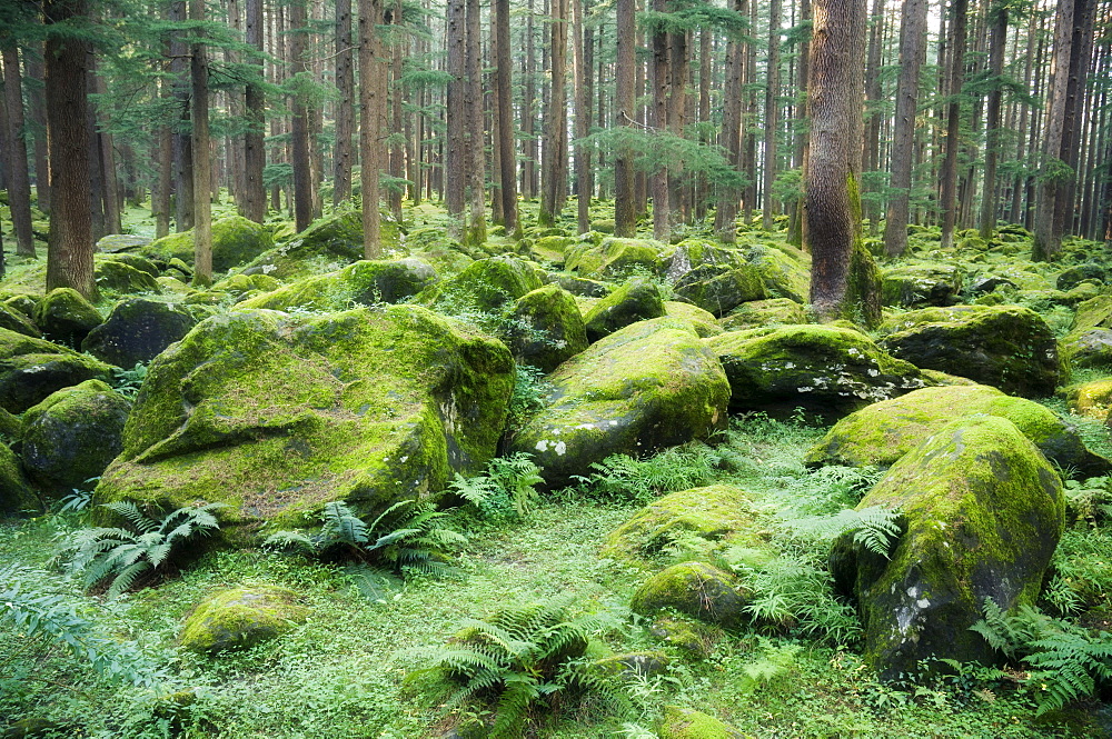 Mossy rocks, Reserve Forest, Manali, Himachal Pradesh state, India, Asia