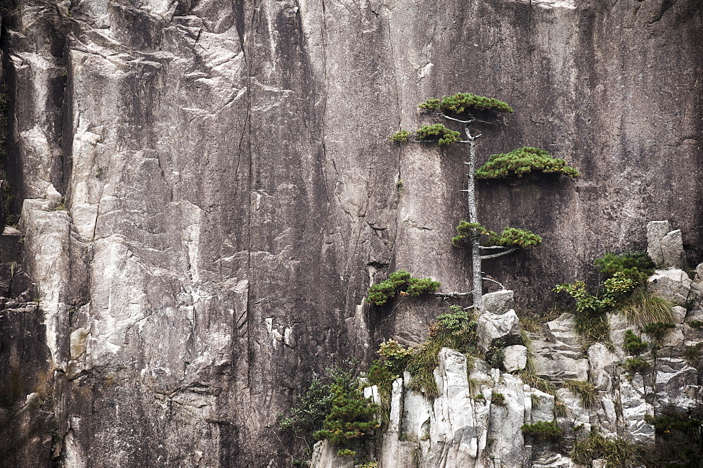 Pine tree, White Cloud Scenic Area, Mount Huangshan (Yellow Mountain), UNESCO World Heritage Site, Anhui Province, China, Asia