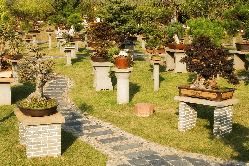 Bonsais, Bao's Family Garden, Tangyue Village, Anhui Province, China, Asia