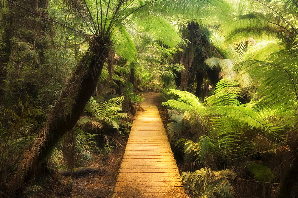 Boardwalk through rainforest, Maits Rest, Great Otway National Park, Victoria, Australia, Pacific