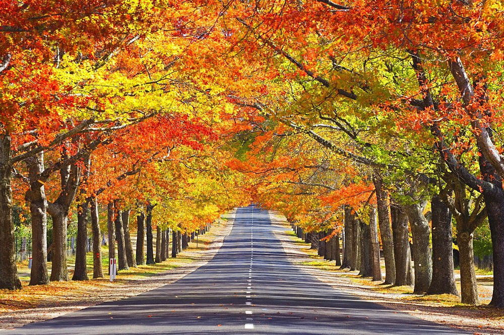 Memorial Avenue in autumn, Mount Macedon, Victoria, Australia, Pacific