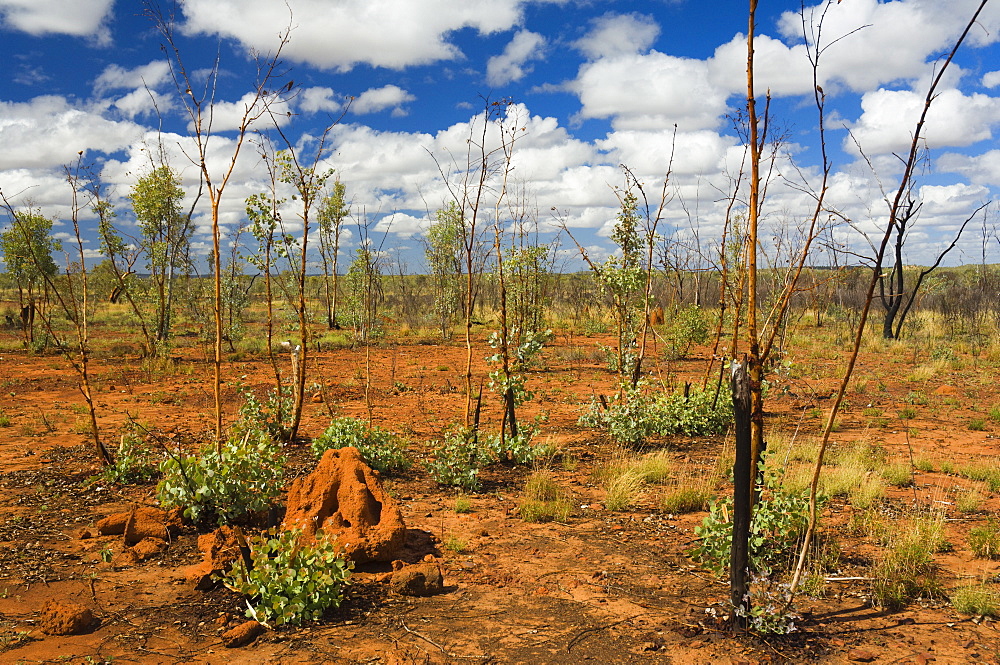 Termite mounds in the Outback, Queensland, Australia, Pacific