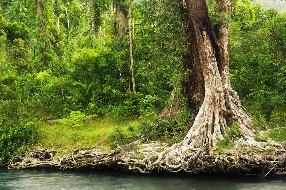 Tree roots, Babinda Creek, part of the Tropical Rainforest World Heritage area, Babinda, Queensland, Australia, Pacific