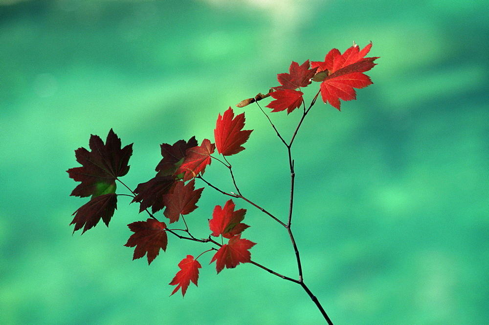 Close-up of the leaves of a vine maple (Acer circinatum), Mount Rainier National Park, Washington state, United States of America, North America