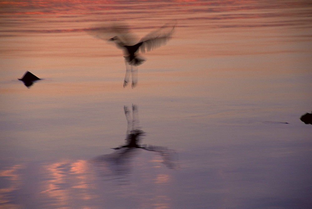 Great blue heron (Ardea herodius), Washington state, United States of America, North America