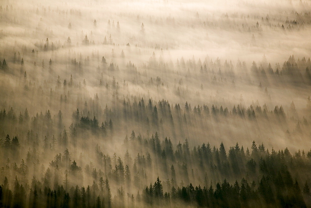 Aerial of Douglas fir trees in morning fog, Washington State, United States of America, North America