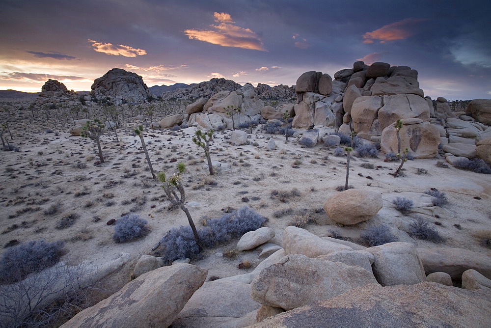 Landscape, Joshua Tree National Park, California, United States of America, North America