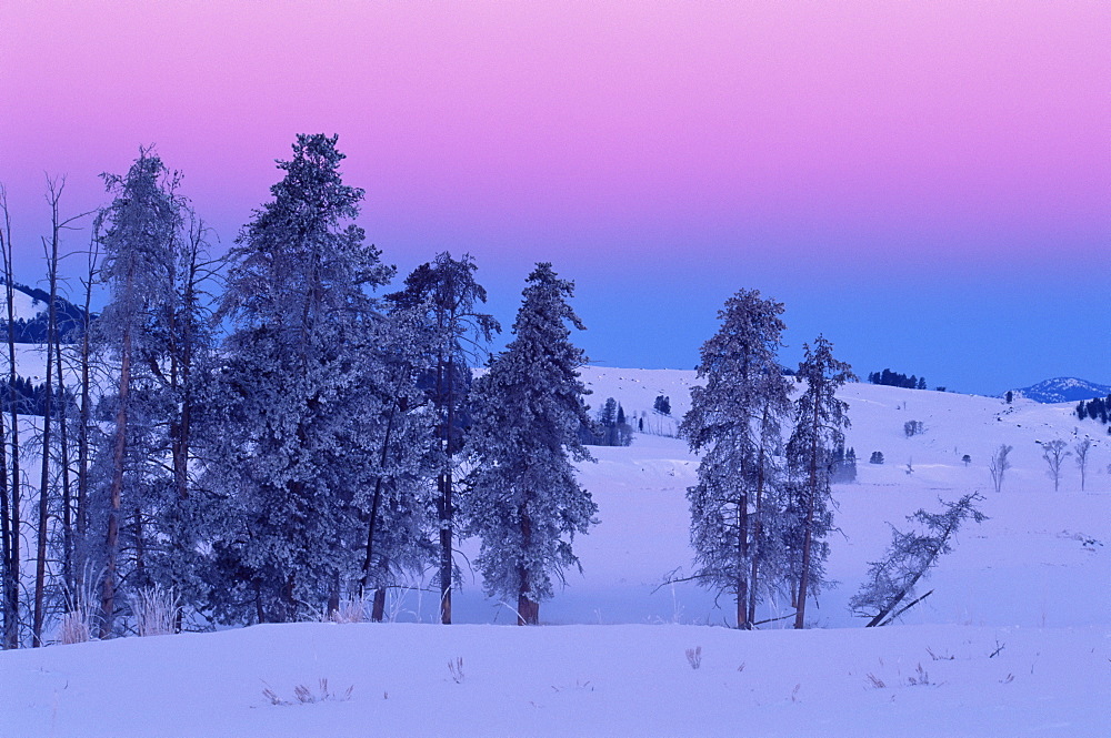 Winter landscape, Yellowstone National Park, UNESCO World Heritage Site, Wyoming, United States of America, North America