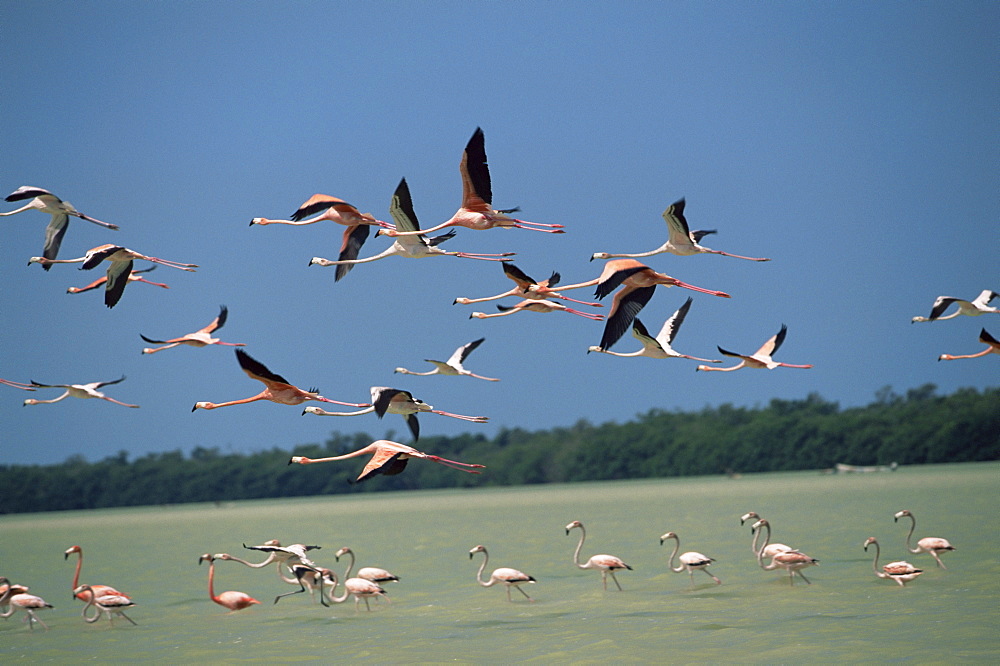 Flamingos, Celestun National Wildlife Refuge, Yucatan, Mexico, North America