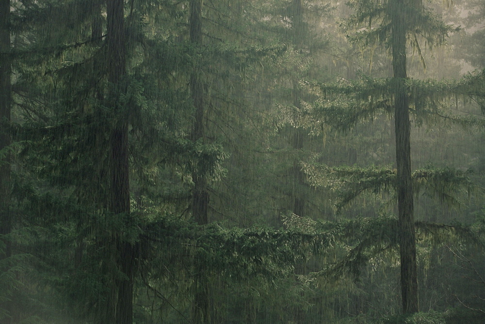 Fir trees in rain, Oregon, United States of America, North America